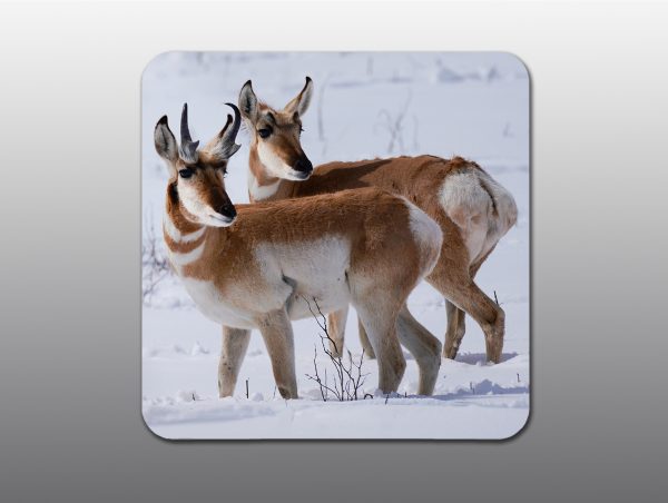 Pronghorn Couple - Moment of Perception Photography