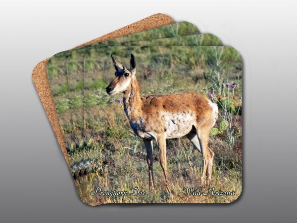 Pronghorn Doe - Moment of Perception Photography