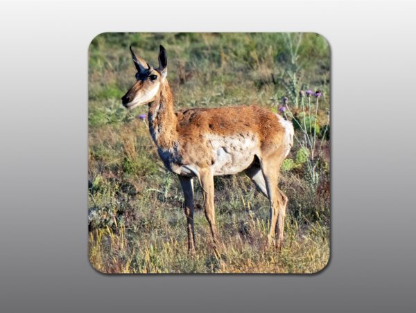 Pronghorn Doe - Moment of Perception Photography