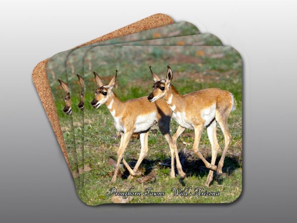 Pronghorn Fawns - Moment of Perception Photography