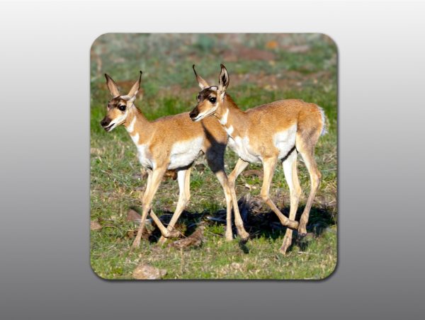 Pronghorn Fawns - Moment of Perception Photography