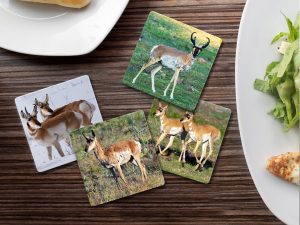 Pronghorn - Moment of Perception Photography