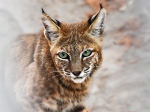 Juvenile Bobcat Portrait Moment of Perception Photography
