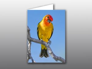 Western Tanager Greeting Card-Moment of Perception Photography