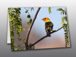 Western Tanager Greeting Card-Moment of Perception Photography