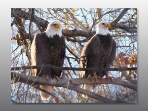 American Bald Eagle Couple - Moment of Perception Photography