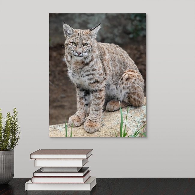 Bobcat 11x14 Bobcat juvenile - Moment of Perception Photography