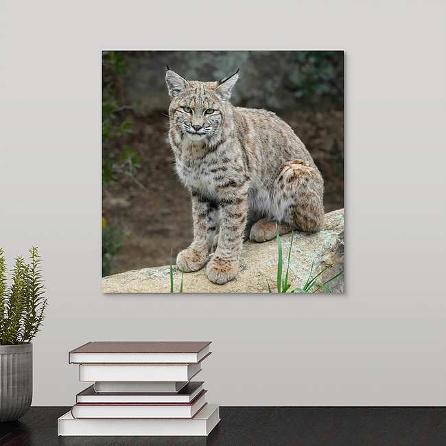 Bobcat 12x12 Bobcat juvenile - Moment of Perception Photography