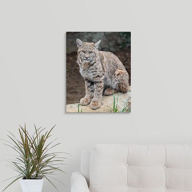 Bobcat 16x20 Bobcat juvenile - Moment of Perception Photography