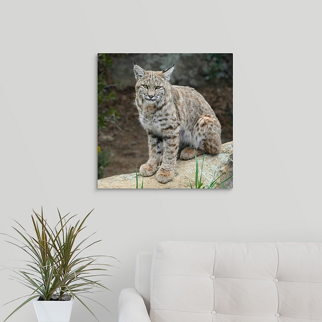 Bobcat 20x20 Bobcat juvenile - Moment of Perception Photography