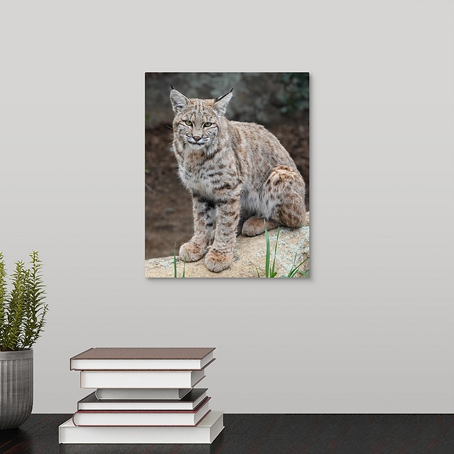 Bobcat 8x10 Bobcat juvenile - Moment of Perception Photography