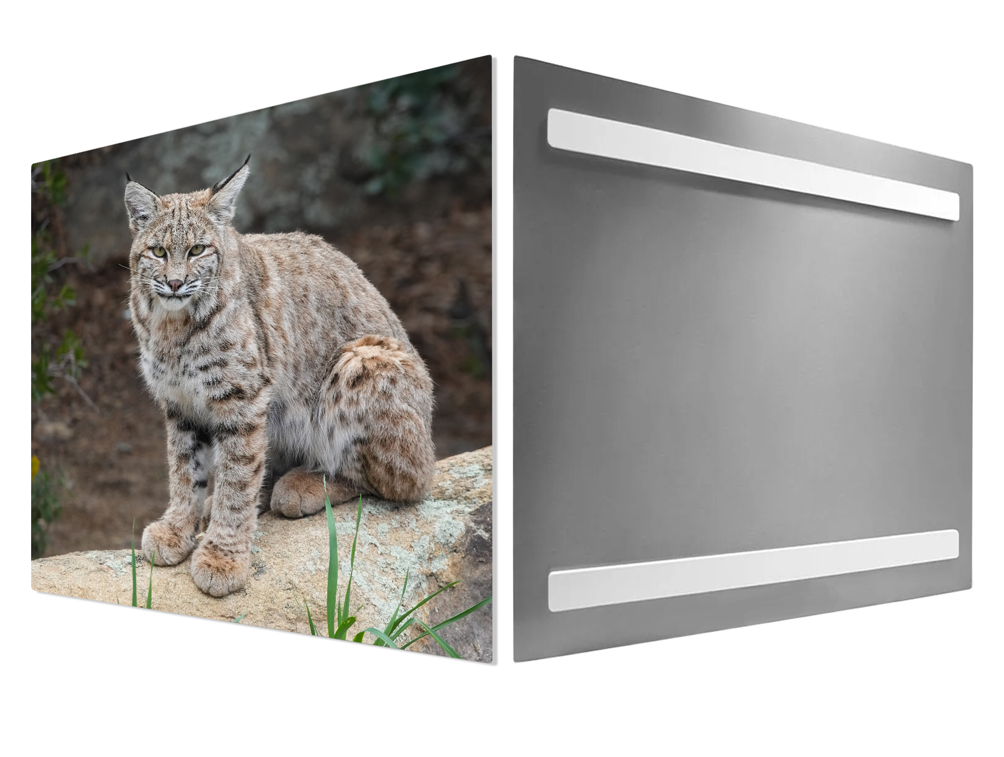 Bobcat-Metal-Print-Hanging-System-Mockup Bobcat juvenile - Moment of Perception Photography