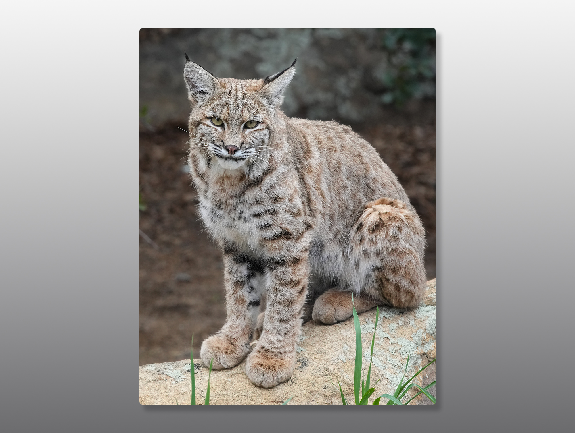 Juvenile-Bobcat-Full-Body-11-x-14-Metal-Print-Mockup Bobcat juvenile - Moment of Perception Photography