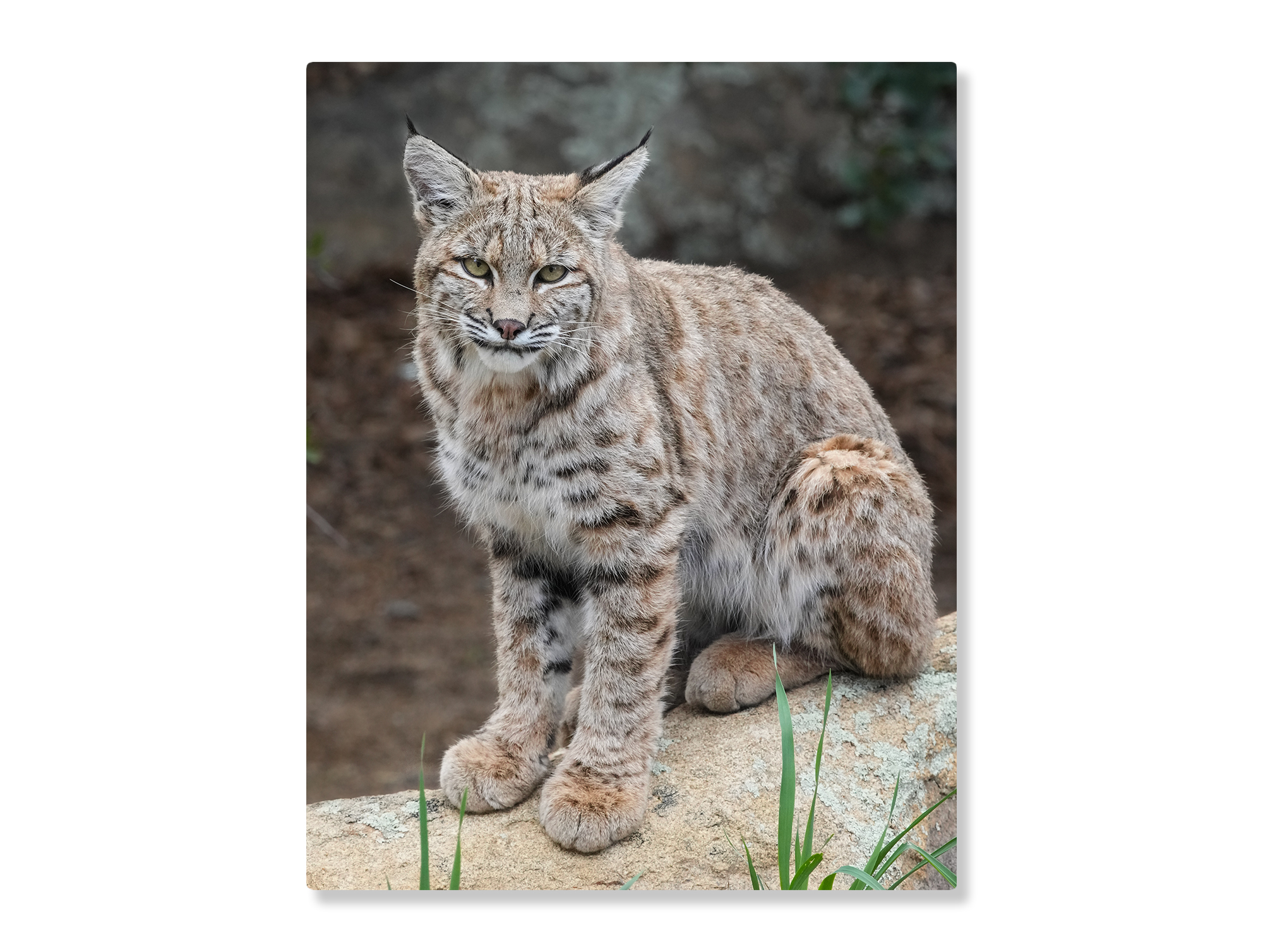 Juvenile-Bobcat-Full-Body-11-x-14-Metal-Print-White-Mockup Bobcat juvenile - Moment of Perception Photography