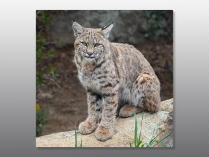 Bobcat juvenile - Moment of Perception Photography