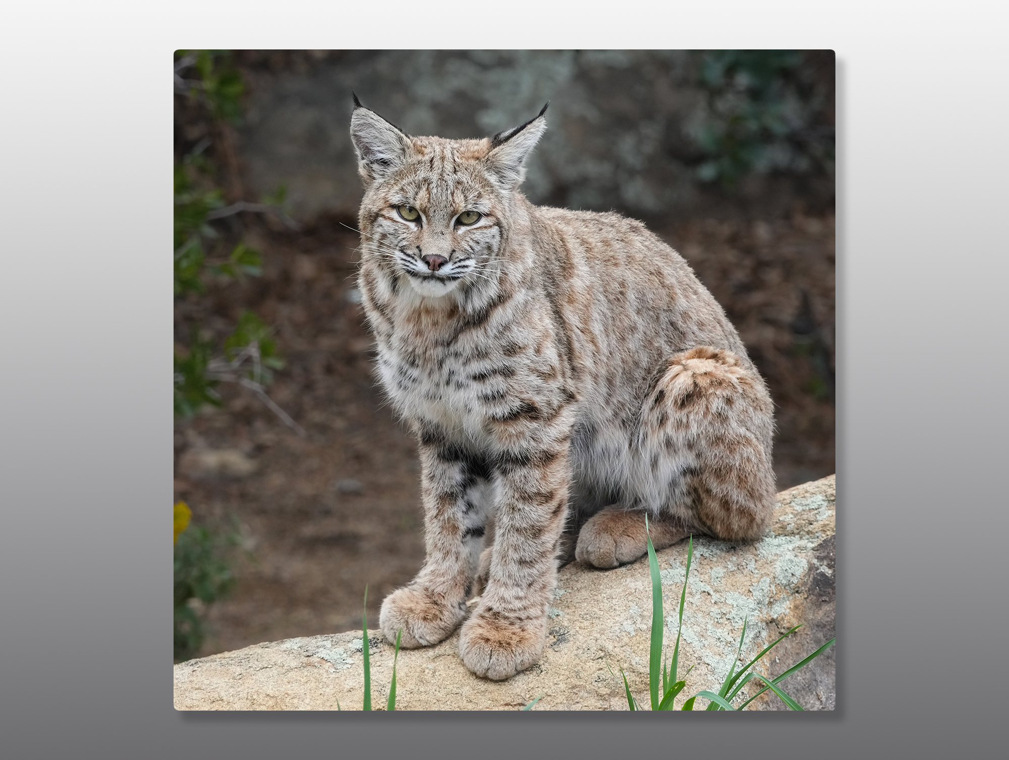 Juvenile-Bobcat-Full-Body-12-x-12-Metal-Print-Mockup Bobcat juvenile - Moment of Perception Photography