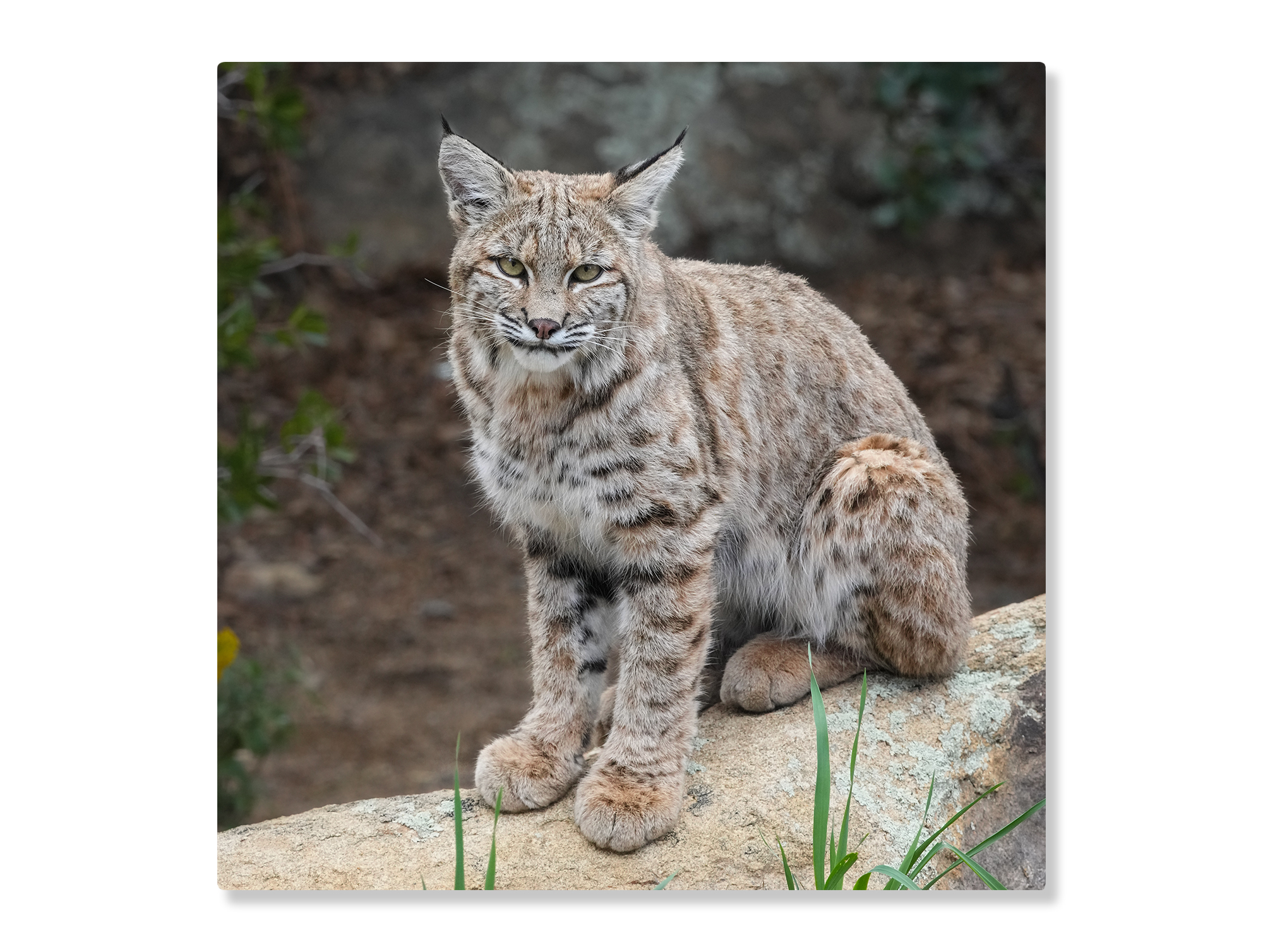 Juvenile-Bobcat-Full-Body-12-x-12-Metal-Print-White-Mockup Bobcat juvenile - Moment of Perception Photography