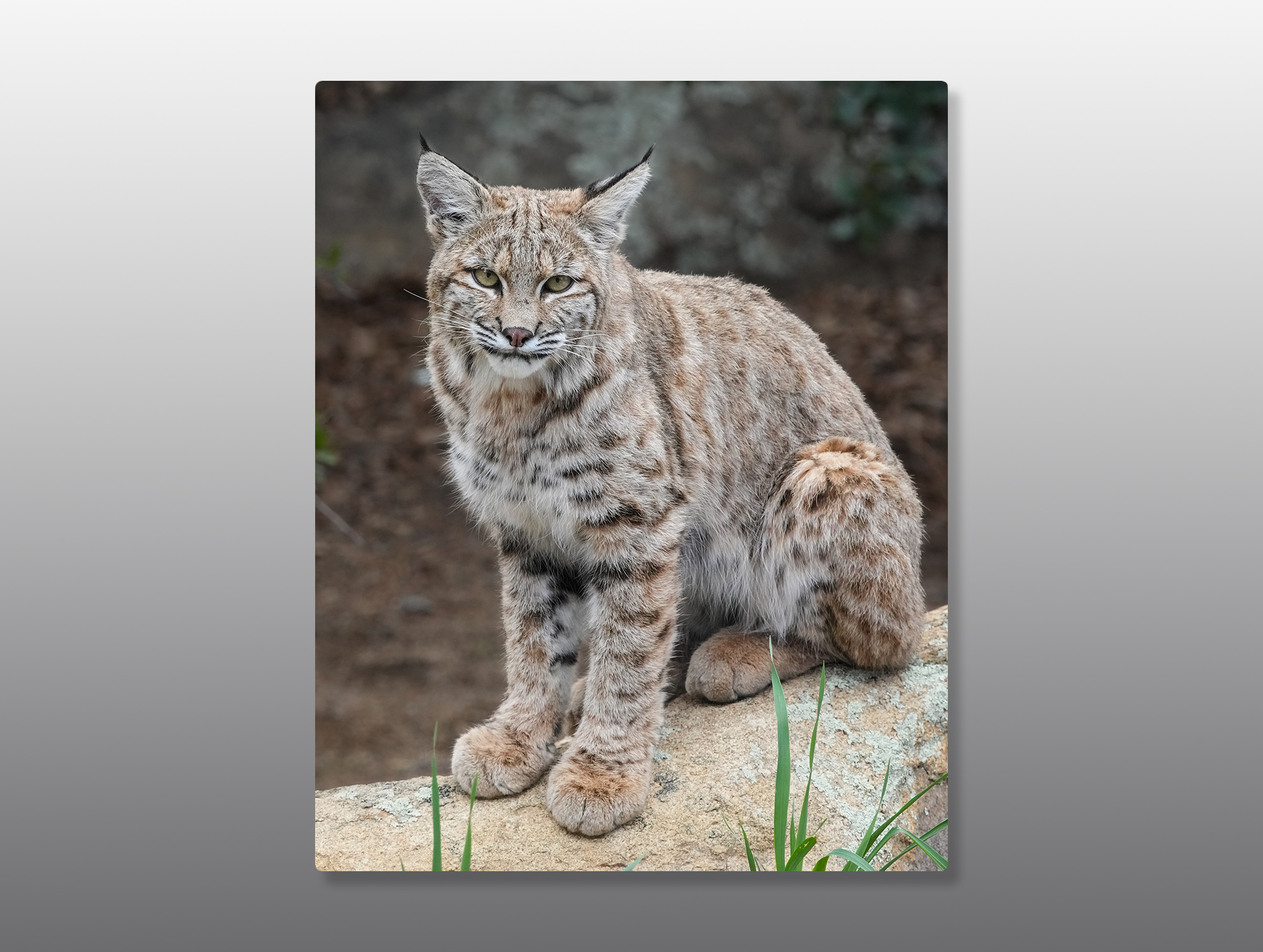 Juvenile-Bobcat-Full-Body-8-x-10-Metal-Print-Mockup Bobcat juvenile - Moment of Perception Photography