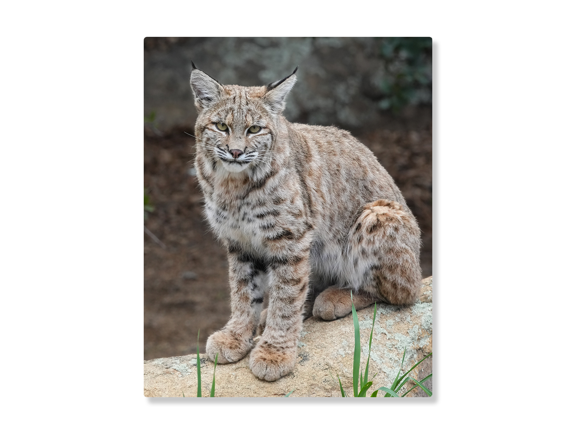 Juvenile-Bobcat-Full-Body-8-x-10-Metal-Print-White-Mockup Bobcat juvenile - Moment of Perception Photography