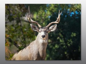 Mule Deer Buck - Moment of Perception Photography