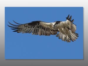 Osprey in Flight - Moment of Perception Photography