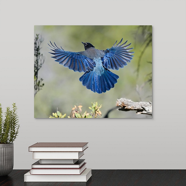 Stellers Jay 11x14 Stellers Jay Blue Bird - Moment of Perception Photography