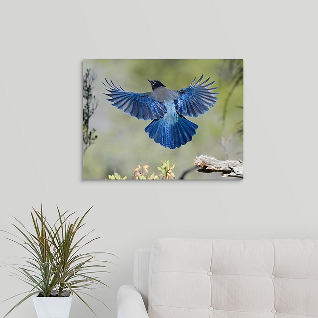 Stellers Jay 18x24 Stellers Jay Blue Bird - Moment of Perception Photography