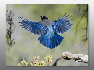 Stellers Jay Blue Bird - Moment of Perception Photography