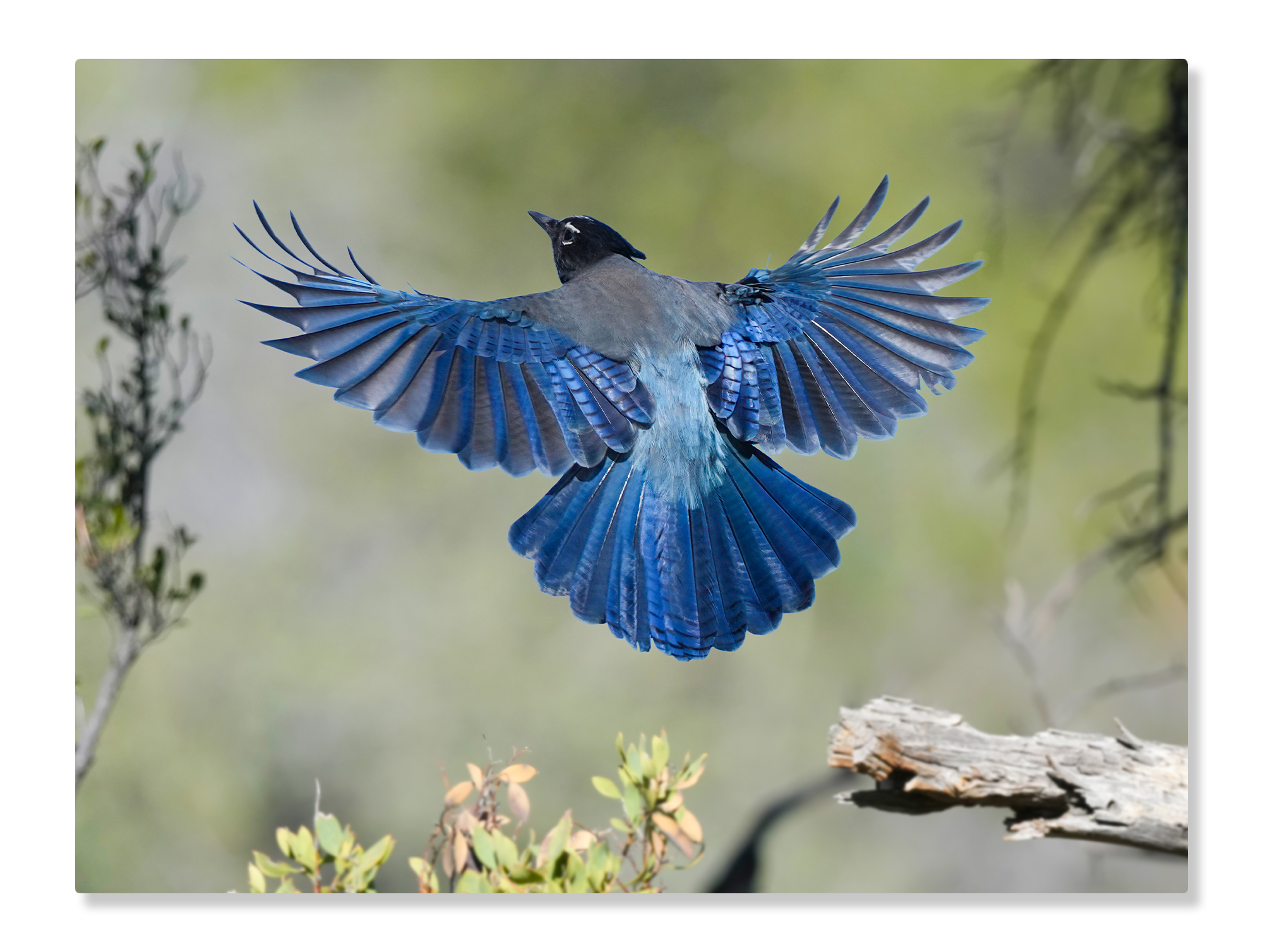 Stellers-Jay-18x24-Metal-Print-White-Mockup Stellers Jay Blue Bird - Moment of Perception Photography