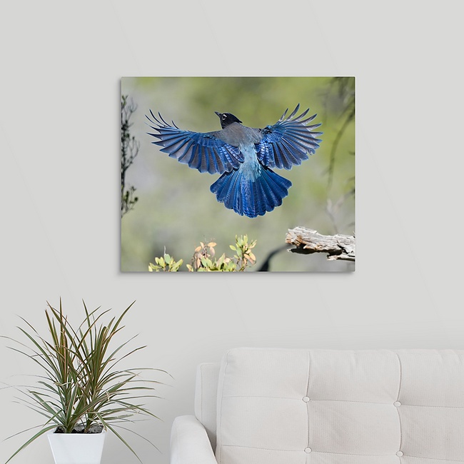 Stellers Jay 20x24 Stellers Jay Blue Bird - Moment of Perception Photography