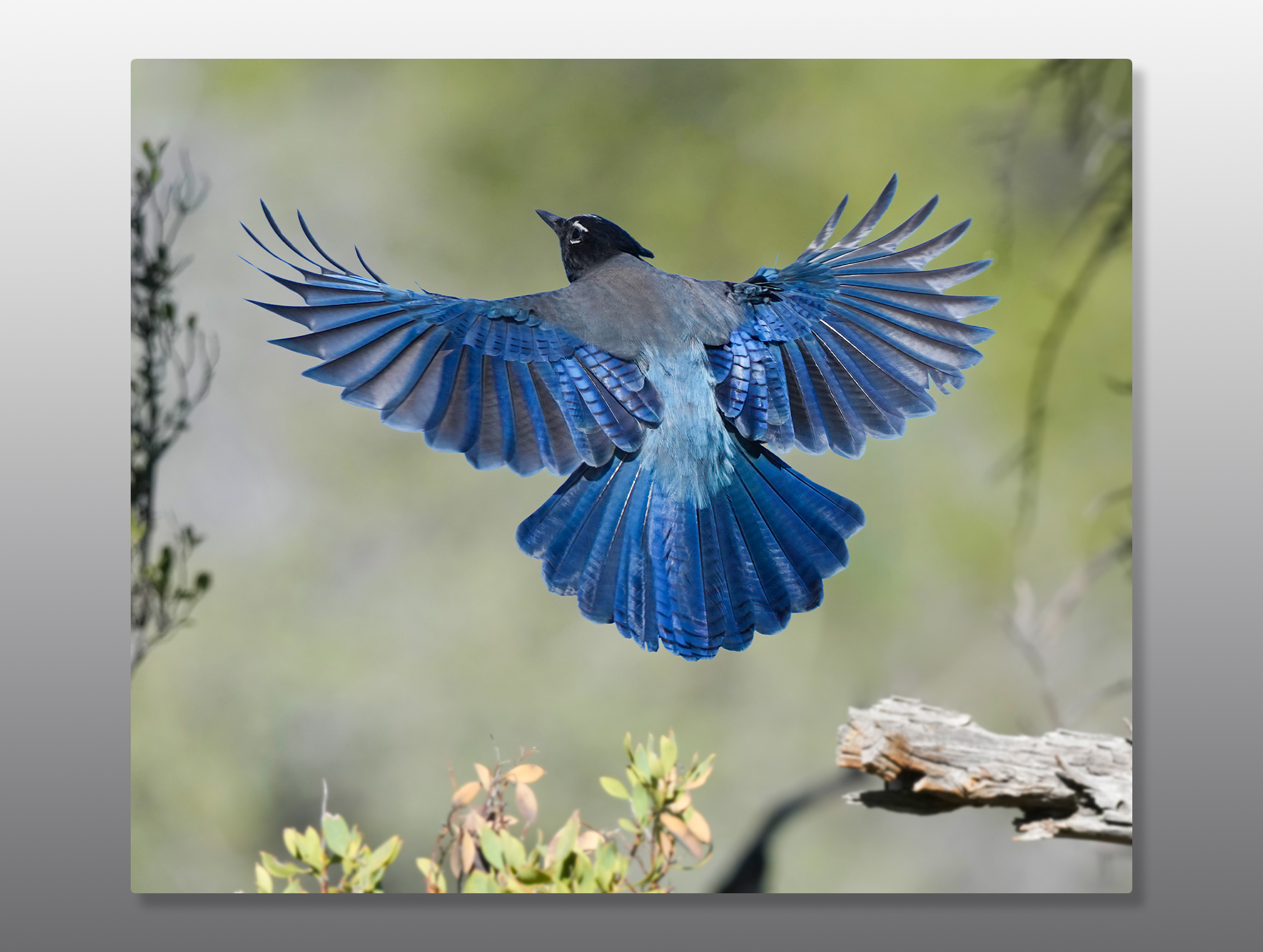 Stellers-Jay-20x24-Metal-Print-Mockup Stellers Jay Blue Bird - Moment of Perception Photography