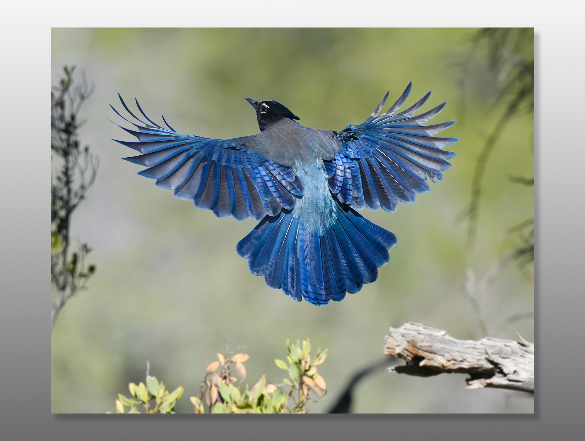 Stellers-Jay-8x10-Metal-Print-Mockup Stellers Jay Blue Bird - Moment of Perception Photography