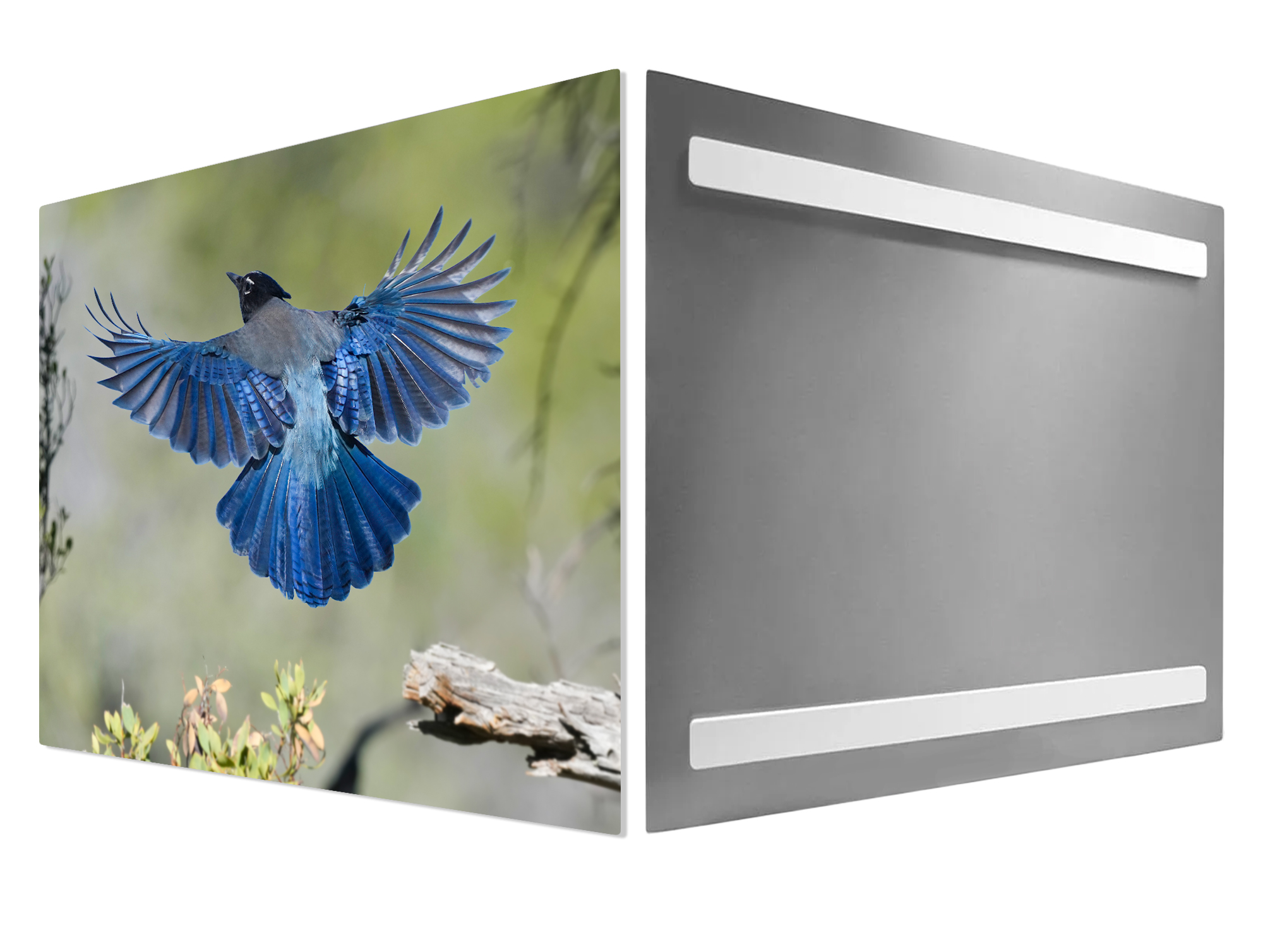 Stellers-Jay-Metal-Print-Hanging-System-Mockup Stellers Jay Blue Bird - Moment of Perception Photography