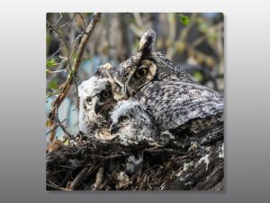 Great horned owl mama and chicks - Moment of Perception Photography