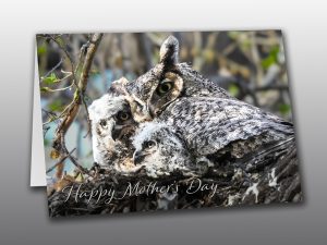 Great Horned Owl Mom and Chicks Moment of Perception Photography