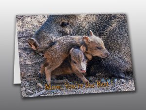 Javelina Mom and Reds Moment of Perception Photography