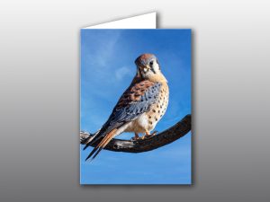 Kestrel - Moment of Perception Photography