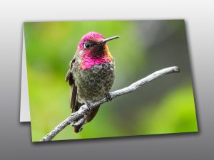 Hummingbird portrait - Moment of Perception Photography