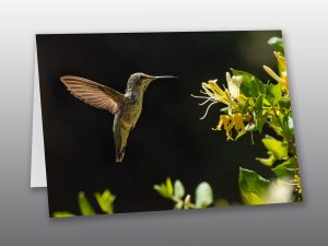 Hummingbird in flight - Moment of Perception Photography