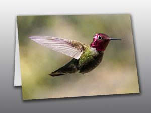 Hummingbird in flight - Moment of Perception Photography
