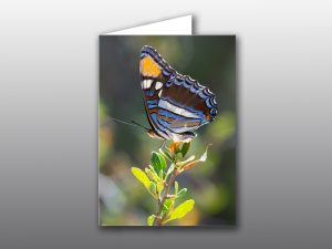 Arizona Sister Butterfly - Moment of Perception Photography