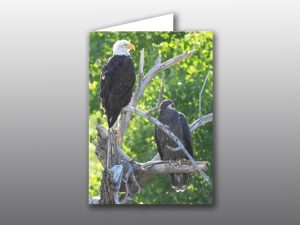 Bald Eagle Family - Moment of Perception Photography