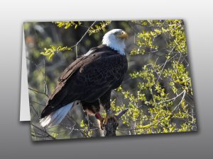 Bald Eagle Photo - Moment of Perception Photography