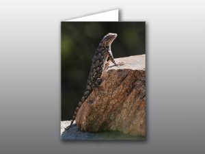Lizard posing on rock - Moment of Perception Photography