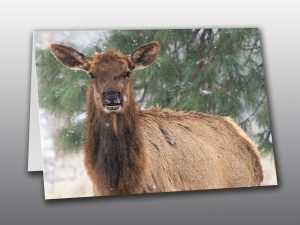Doe Elk Portrait - Moment of Perception Photography