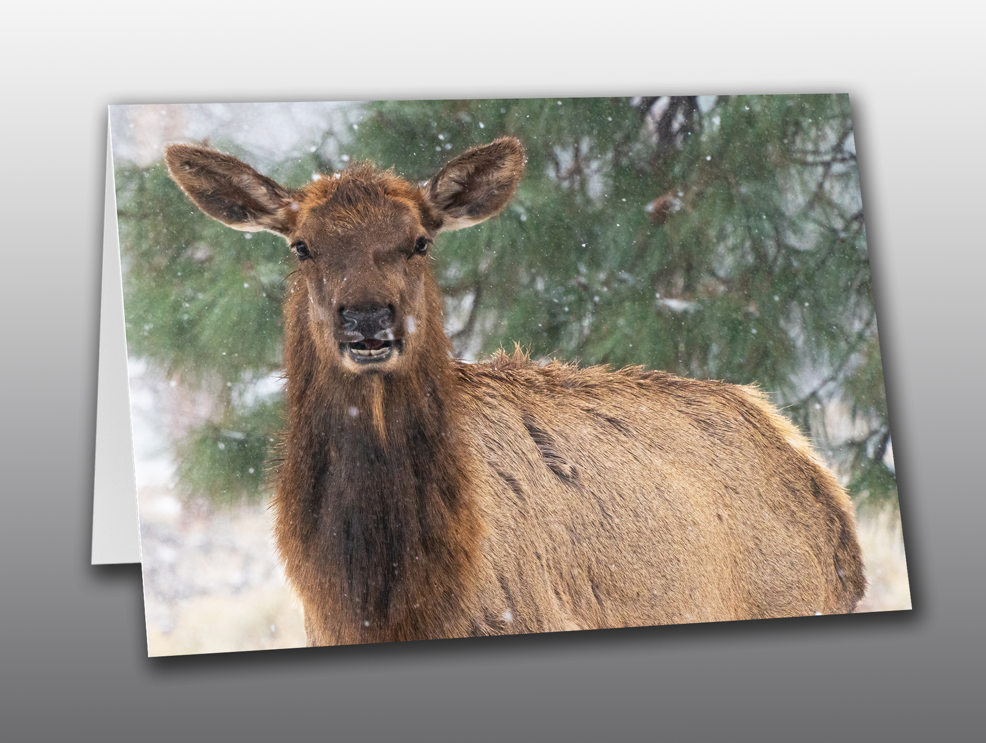 Elk-Doe-Portrait-No-Text Doe Elk Portrait - Moment of Perception Photography