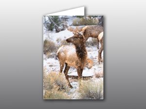 Doe Elk in Snow - Moment of Perception Photography