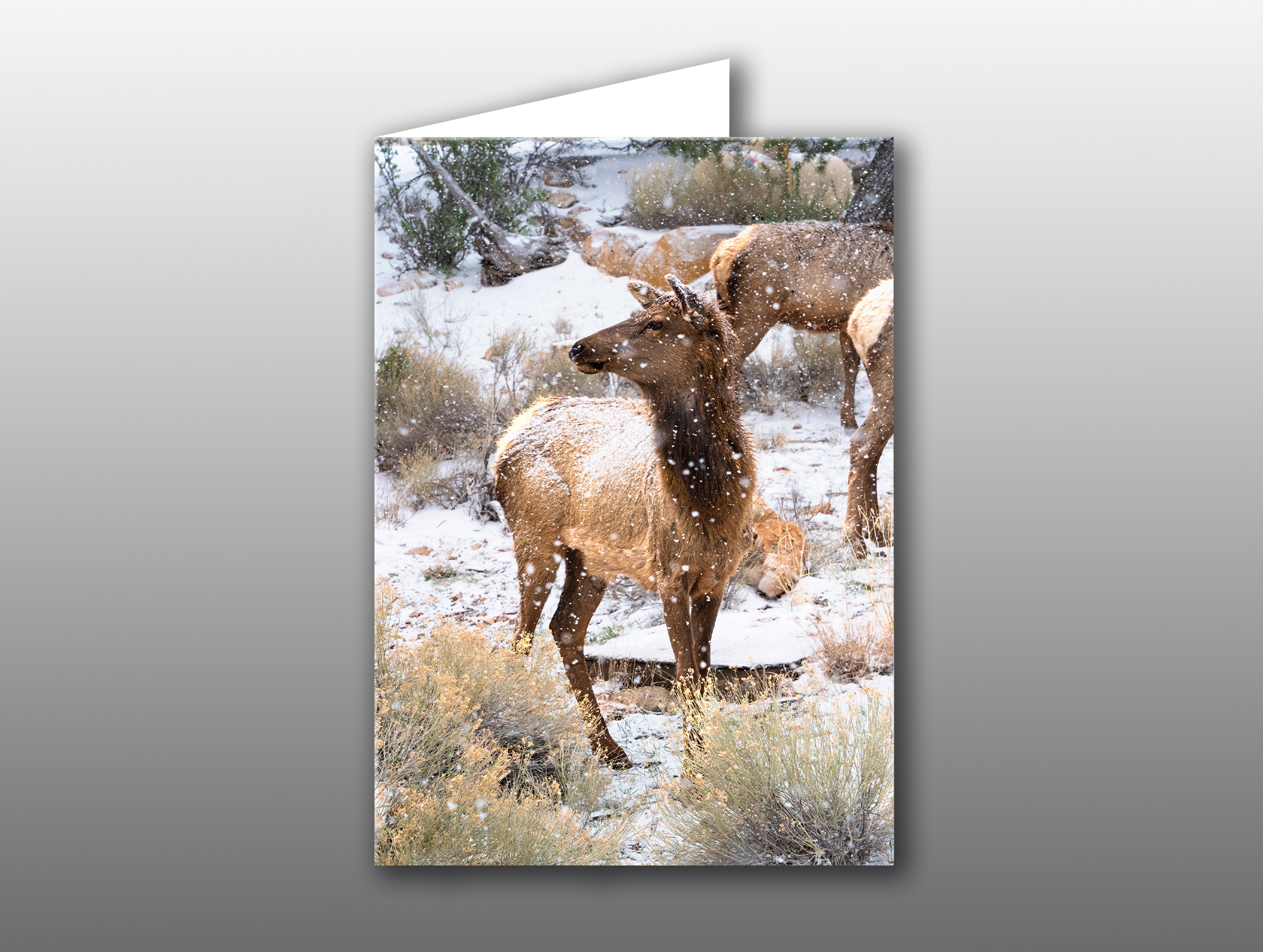 Elk-Doe-in-Snow-No-Text Doe Elk in Snow - Moment of Perception Photography