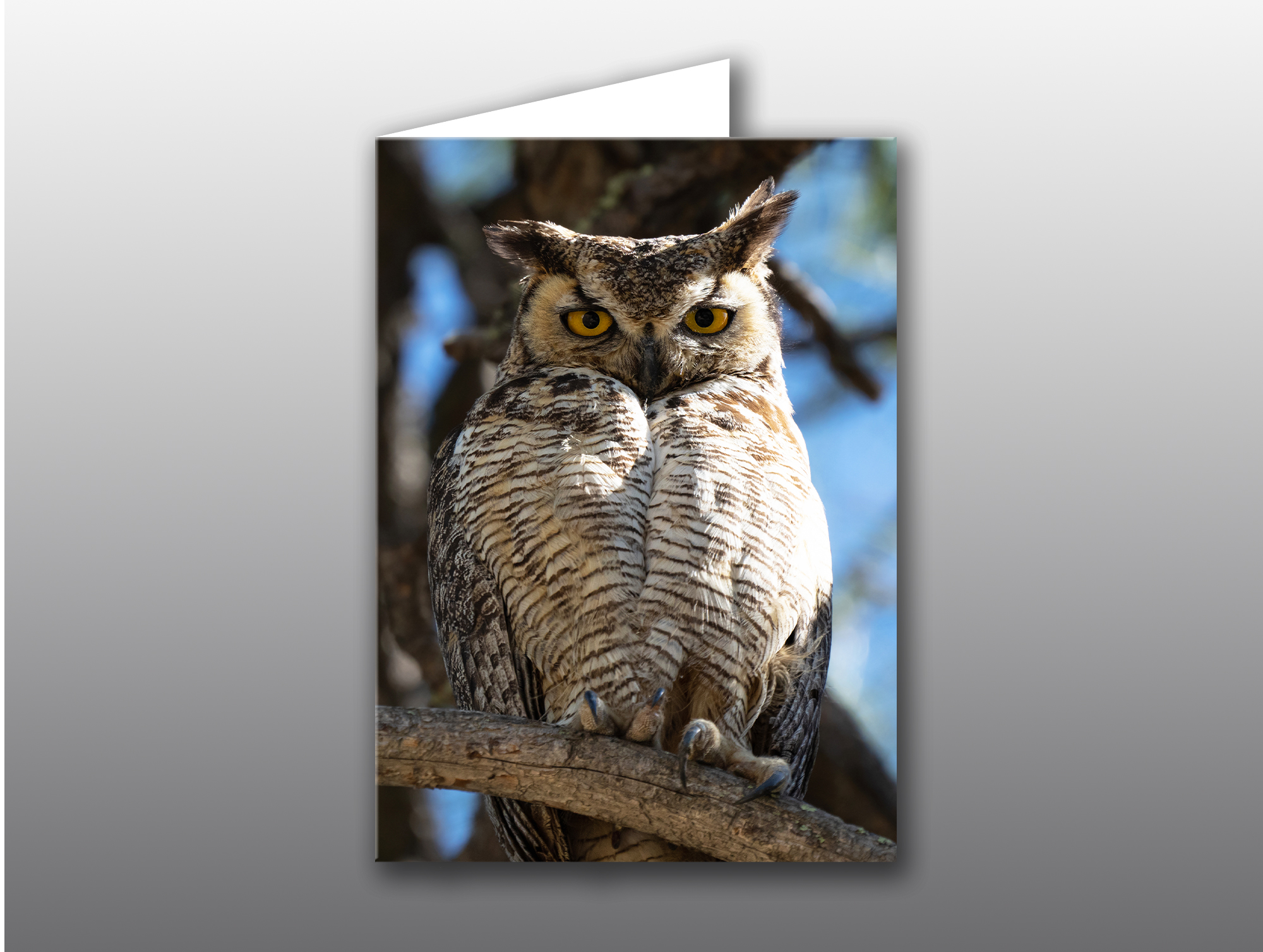 Great-Horned-Owl-Mama-No-Text Owl Mom - Moment of Perception Photography