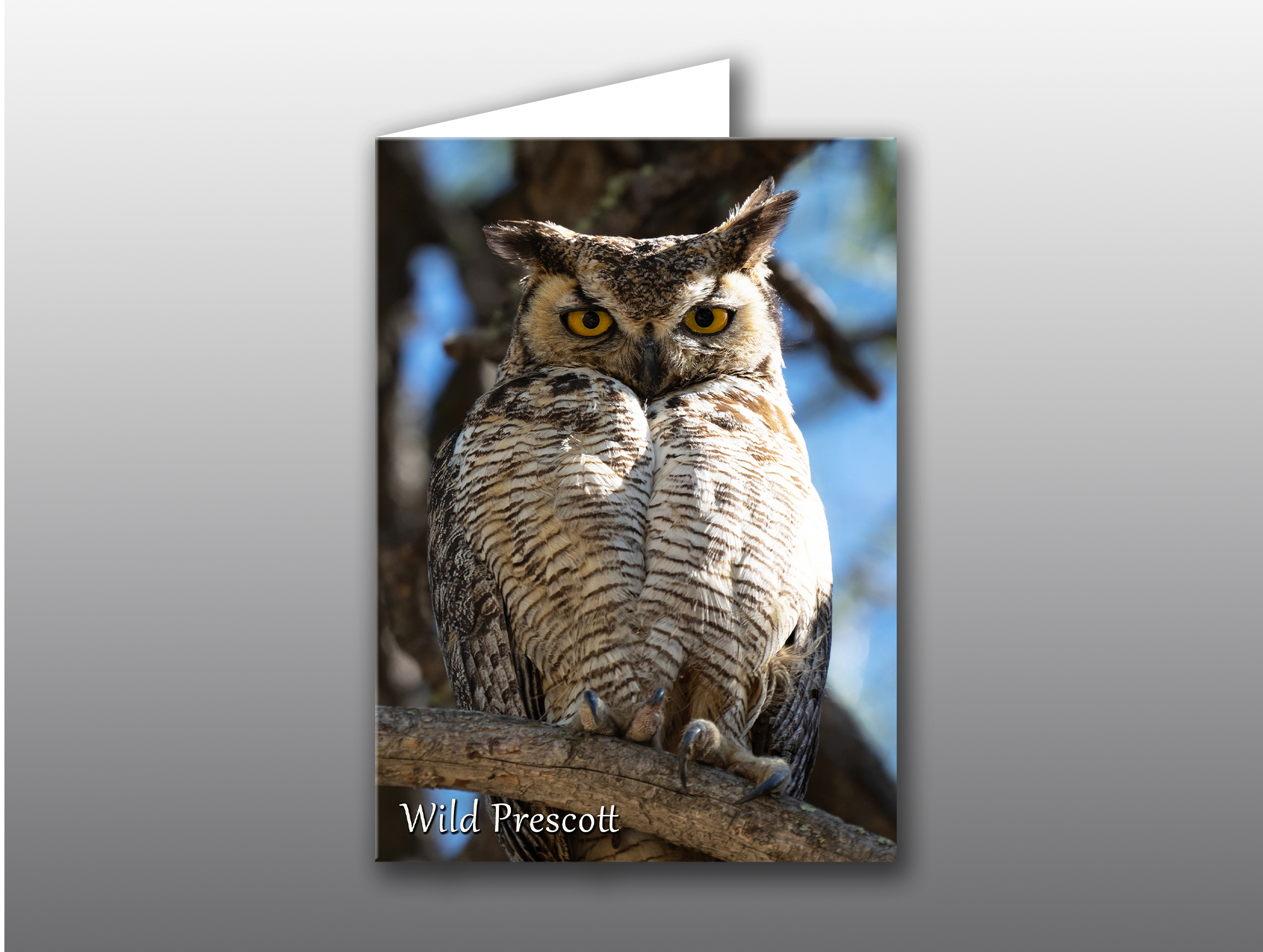 Great-Horned-Owl-Mama-Prescott Owl Mom - Moment of Perception Photography